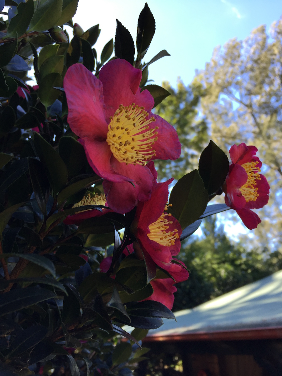 x vernalis Yuletide